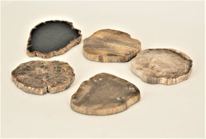 Petrified Wood Coaster