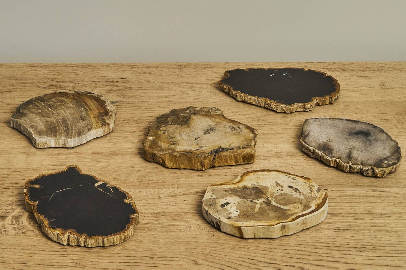 Petrified Wood Coaster